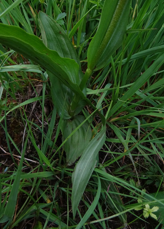 Epipactis palustris